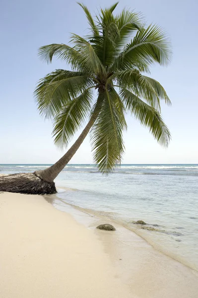 Дерево Пляже Острове Саона Доминикана — стоковое фото