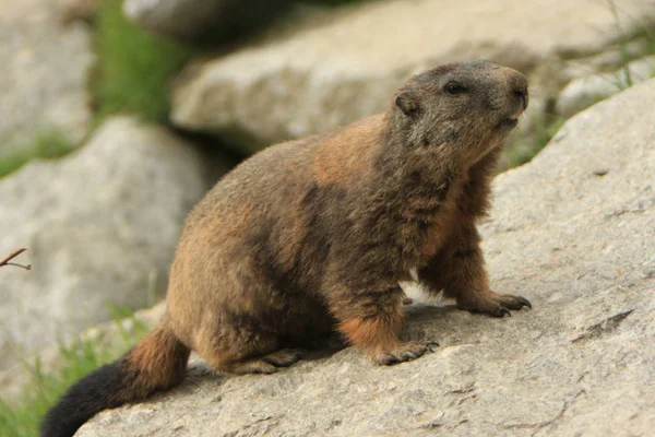 Marmota Marmota Roedor — Fotografia de Stock