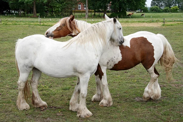 Cavalos Livre Durante Dia — Fotografia de Stock