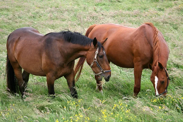 Pferde Tagsüber Freien — Stockfoto