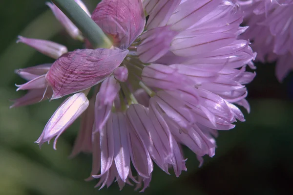 Квітка Альянсу Ботанічна Флора — стокове фото