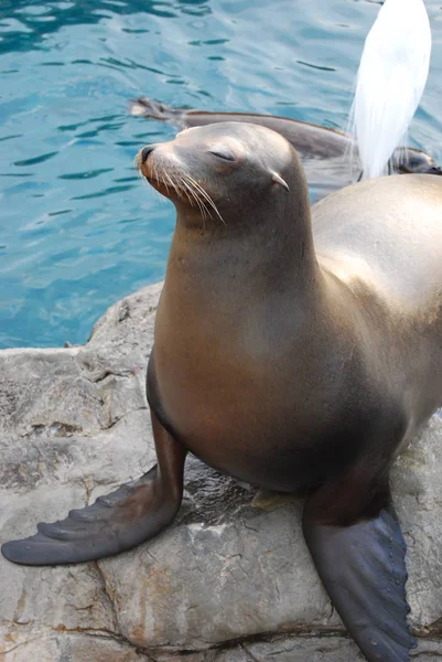 Foca Animal Marino Marino — Foto de Stock