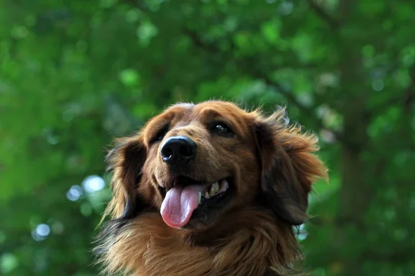 Portret Uroczego Psa Czystej Krwi — Zdjęcie stockowe