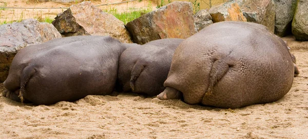 Nijlpaard Dier Nijlpaard Het Wild — Stockfoto