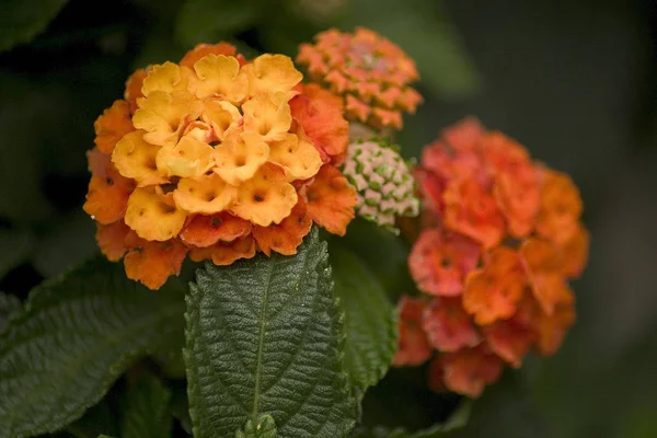 Bel Colpo Botanico Carta Parati Naturale — Foto Stock