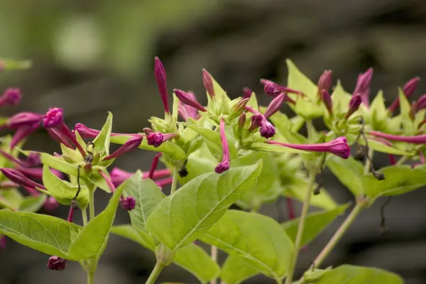 Beleza Florescendo Planta Durante Dia — Fotografia de Stock