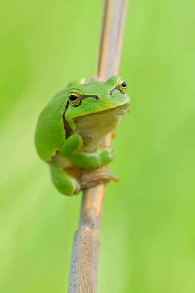 Rana Tropical Animal Anfibio — Foto de Stock