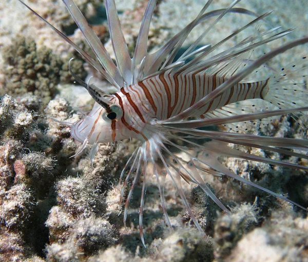 海洋生物 水中のアシカ 水中動物 — ストック写真