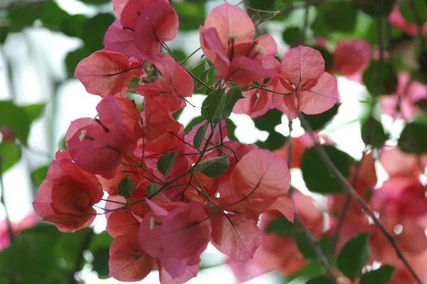 Krásný Botanický Záběr Přírodní Stěna — Stock fotografie