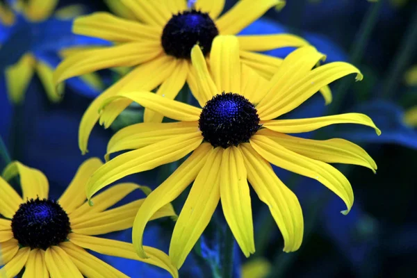 Flora Campo Petali Fiori Coneflowers — Foto Stock