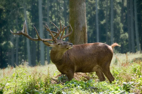 Ciervos Animales Salvajes Fauna —  Fotos de Stock