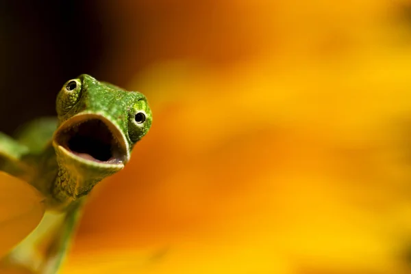 Kameleon Zwierzę Tropikalna Jaszczurka — Zdjęcie stockowe