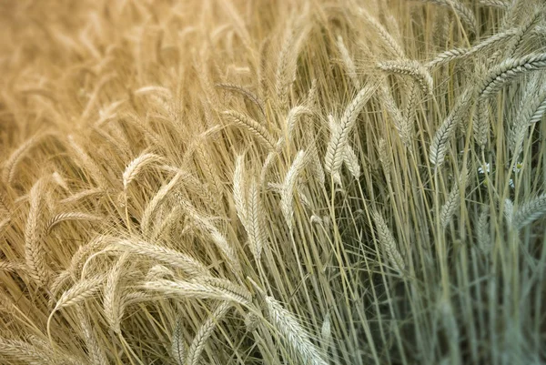Сільське Господарство Сільське Господарство Вирощуванням Пшениці — стокове фото