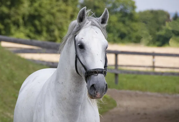 白い馬の野生動物 自然と動物園 リピザ馬の品種 — ストック写真