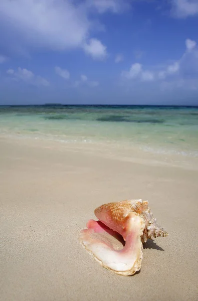 Tropical Beach Conch — Stock Photo, Image