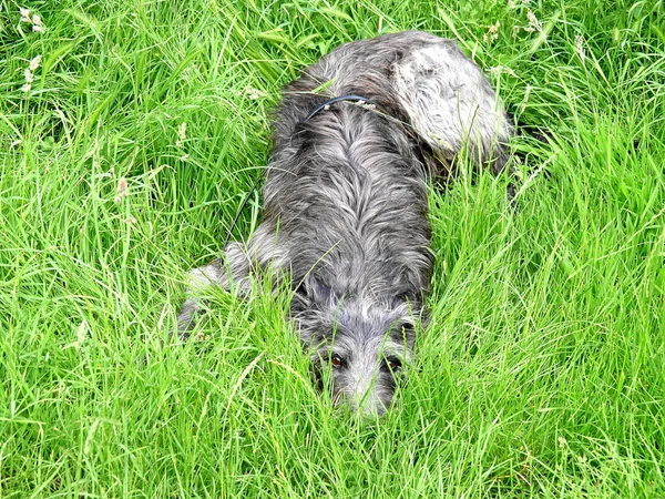 Long Walk Dog U200B U200Bwas Exhausted Lay Simply High Grass — Stock Photo, Image