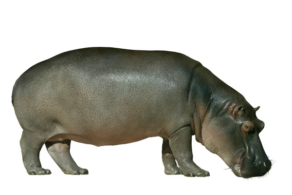 Mamífero Hipopótamo Animal Hipopótamo — Fotografia de Stock
