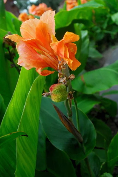 Hermoso Plano Botánico Fondo Pantalla Natural — Foto de Stock