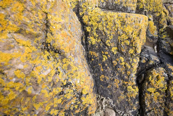 Rocha Granito Com Líquen Amarelo — Fotografia de Stock