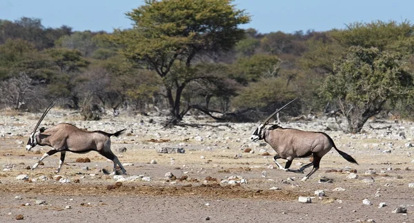 Oryx Antelope Vadon Élő Állat Természet Fauna — Stock Fotó