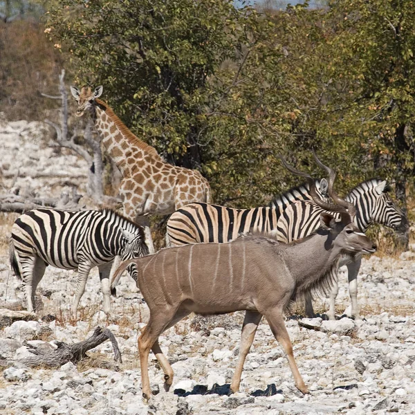 Preto Branco Listrado Zebra Animal Mamífero — Fotografia de Stock