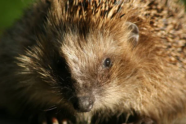 ハリネズミの針やスパイク動物 — ストック写真