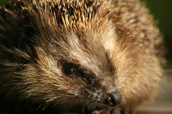 Close Van Een Schattige Egel — Stockfoto