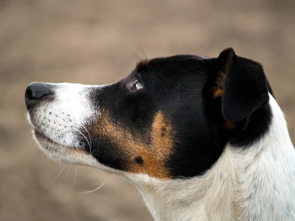 Jack Russel Terrier Cão — Fotografia de Stock