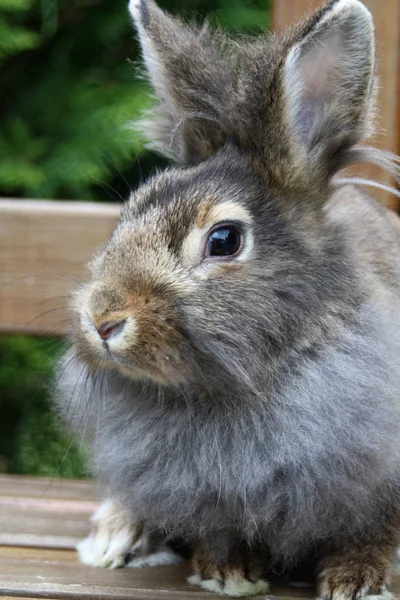 Niedlicher Hase Nahaufnahme — Stockfoto