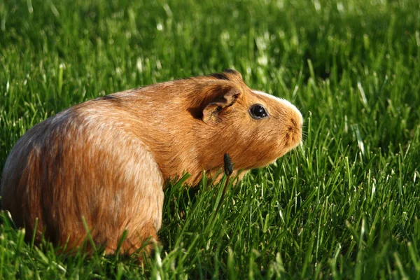 Hamster Marsvin Gnagare Djur Sällskapsdjur — Stockfoto