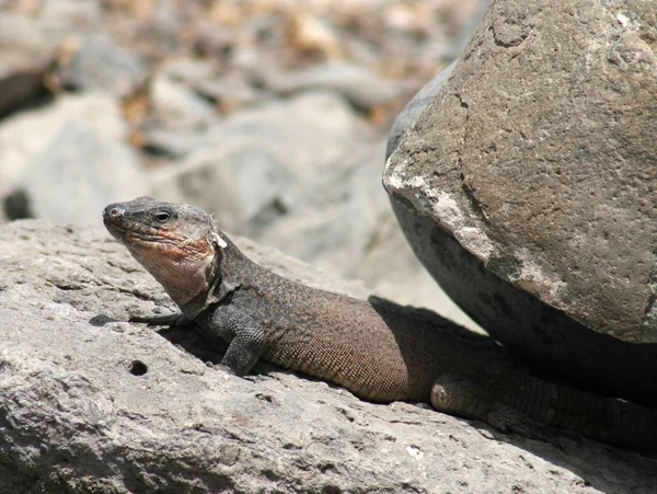 Animais Selvagens Lagarto Animal Iguana Réptil — Fotografia de Stock