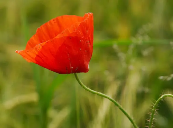 Close Uitzicht Mooie Wilde Papaver Bloemen — Stockfoto