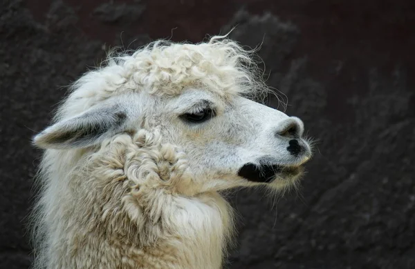 Animal Engraçado Alpaca Mamífero Vida Selvagem — Fotografia de Stock