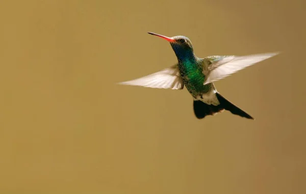 Vista Panorâmica Bela Ave Hummingbird — Fotografia de Stock