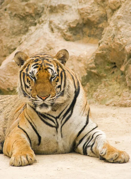 Depredador Gato Salvaje Animal Tigre Rayado —  Fotos de Stock