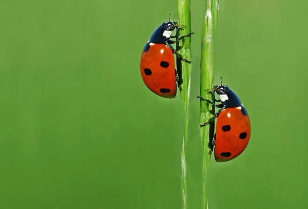 Detailní Pohled Roztomilý Beruška Hmyz — Stock fotografie