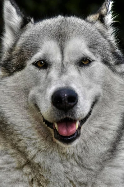 Alaskan Malamute Retrato — Fotografia de Stock