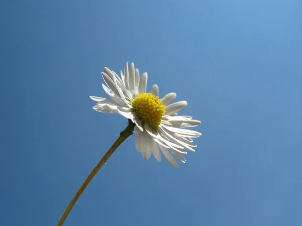 Daisy Full Bloom —  Fotos de Stock