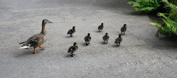 Young Animals Selective Focus — Stock Photo, Image