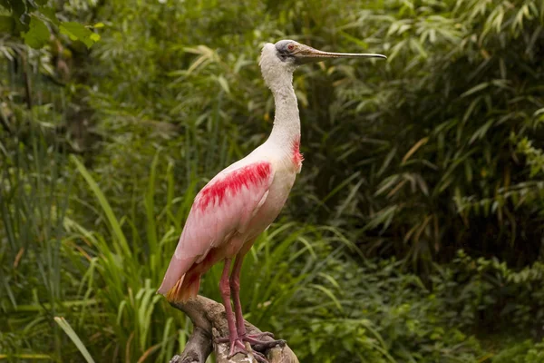 Pink Spoonbill Ajaja Ajaja — Stock Photo, Image