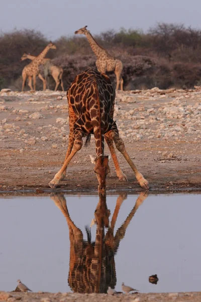 Girafa Bebendo Etosha Parque Nacional Namíbia — Fotografia de Stock