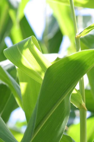 Blick Auf Maisfeld Landwirtschaftliches Konzept — Stockfoto