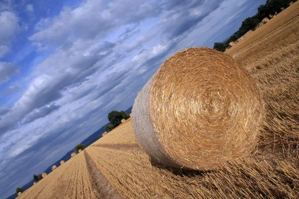 Landwirtschaftliche Feldernte Strohballen — Stockfoto