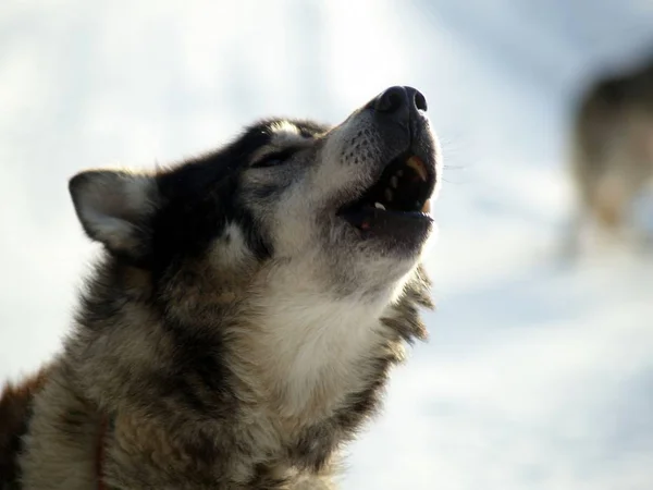 Huskyhund Haustier — Stockfoto