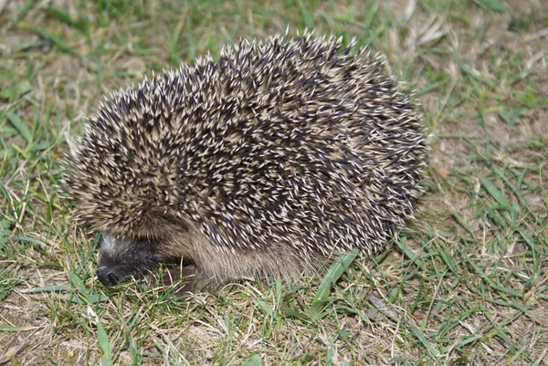 Spiky Hedgehog Animal Ouriços Espinhosos — Fotografia de Stock