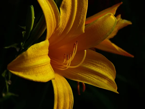 Vista Primer Plano Hermosa Flor Lirio —  Fotos de Stock
