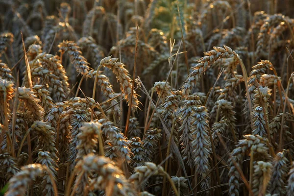 Landwirtschaft Getreide Bäuerliche Landwirtschaft — Stockfoto