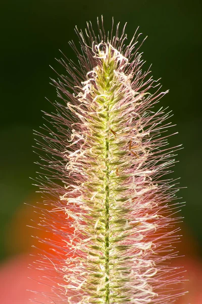 Primavera Bristle Grama Luz Fundo — Fotografia de Stock