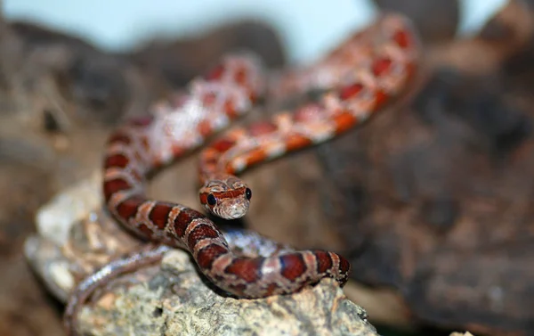 Vista Panorâmica Serpente Perigosa Majestosa — Fotografia de Stock