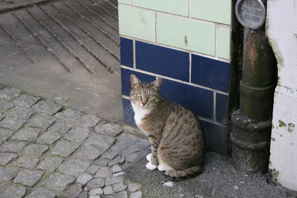 Şirin Meraklı Tüylü Kedi — Stok fotoğraf